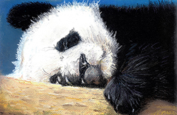 Panda - 2014